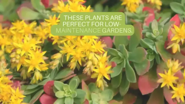 Video thumbnail for Drought Tolerant Perennials