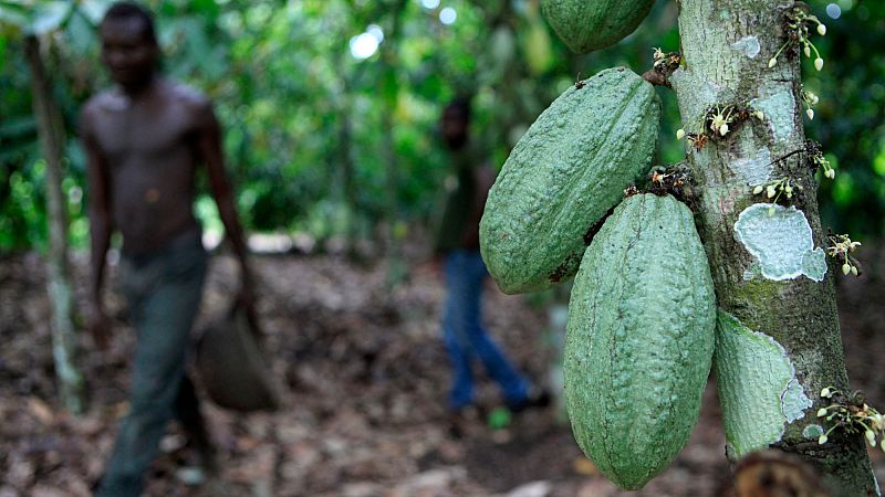 Video thumbnail for Ivory Coast cocoa authority moves to ease tensions with farmers over unsold beans