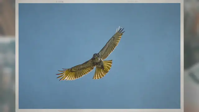 Video thumbnail for What Do Hawks Prey On? Masters of the Skies and the Hunt