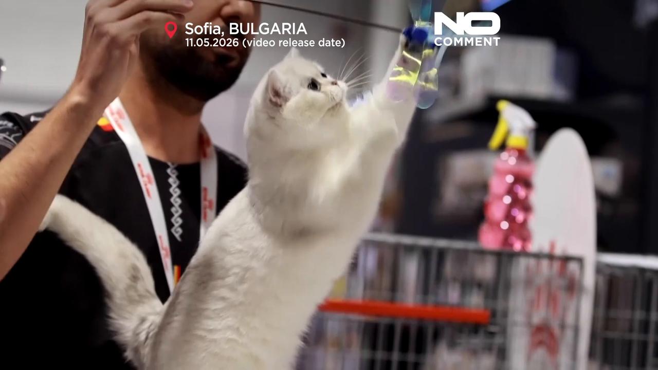 Video thumbnail for International Feline Contest: Europe’s 'most beautiful cats' gather in Sofia