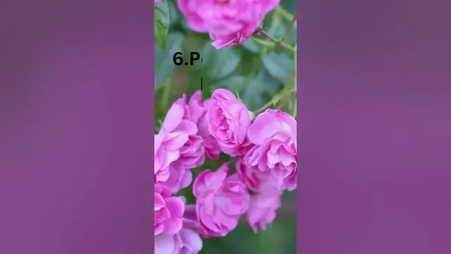 'Video thumbnail for Top 15 Roses Varieties'