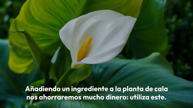 Video thumbnail for Calla, añade esto a la planta: ahorrarás mucho dinero
