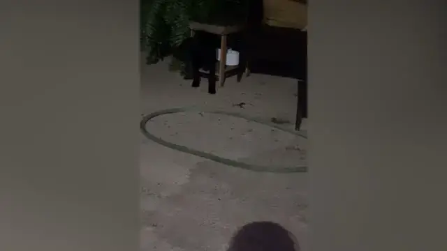 Video thumbnail for Woman Rescues Shot Stray Dog Who Turned Up On Her Patio | Happily TV