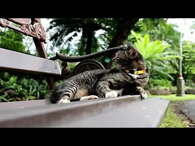 'Video thumbnail for How many different sounds can cats make?'
