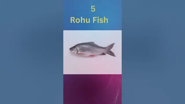 Video thumbnail for Top 10 Species For Fish Farming Business In Global || #shorts #short #fish