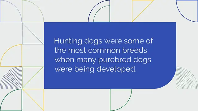 Video thumbnail for The 15 Best Duck Hunting Dog Breeds