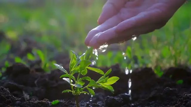 Video thumbnail for Citronella Plant Watering Tips