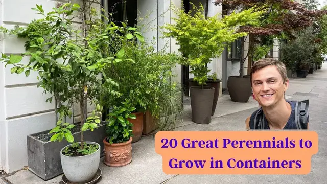 Video thumbnail for 20 Great Perennials to Grow in Containers