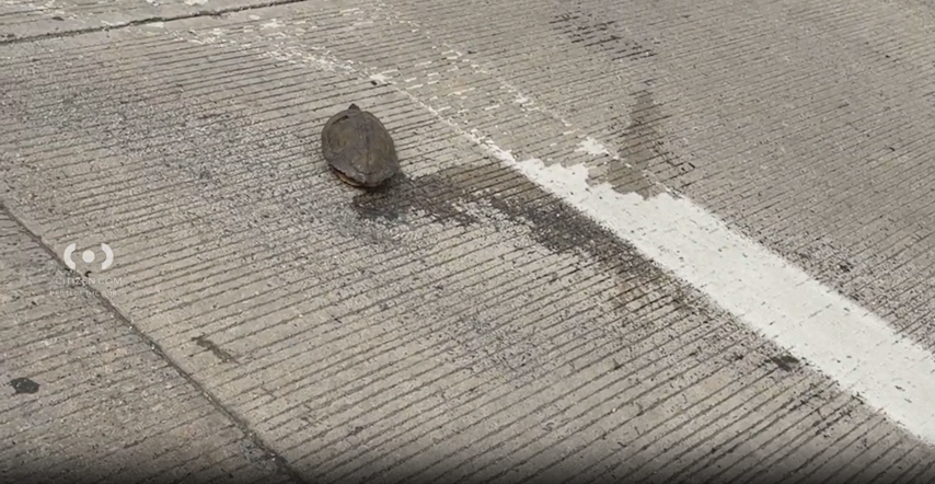 Video thumbnail for "Why did the turtle cross the road?" Bystander rescues turtle from Bronx highway