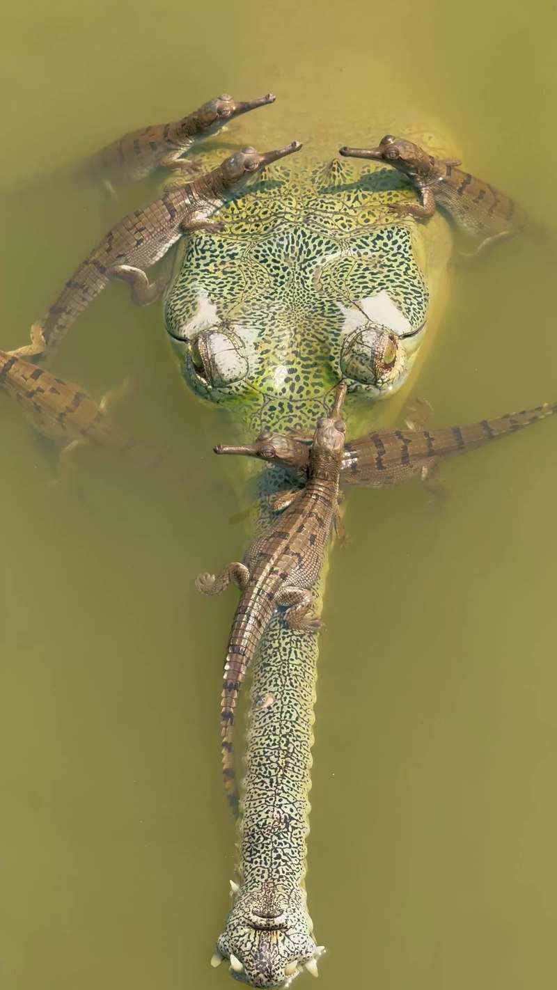 Video thumbnail for Gharial Father Guards New Generation in the Gandak River
