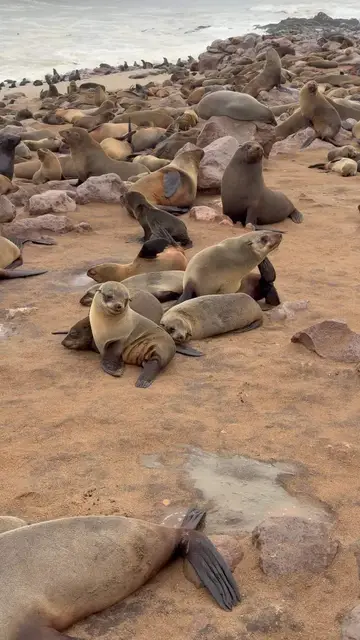 Video thumbnail for Lost Seal Pup Reunites with Mother at Cape Cross Colony