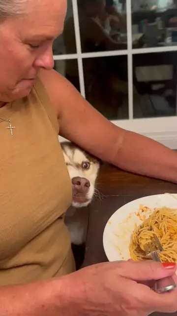 Video thumbnail for Husky Begs for Spaghetti at Family Dinner Table