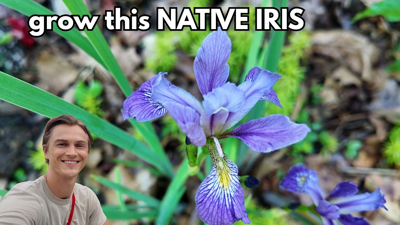 Video thumbnail for PURPLE FLAME IRIS - How to Grow Iris versicolor