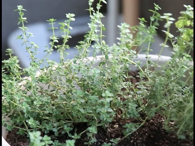 Video thumbnail for How to make Ranch Dressing | Byron Talbott