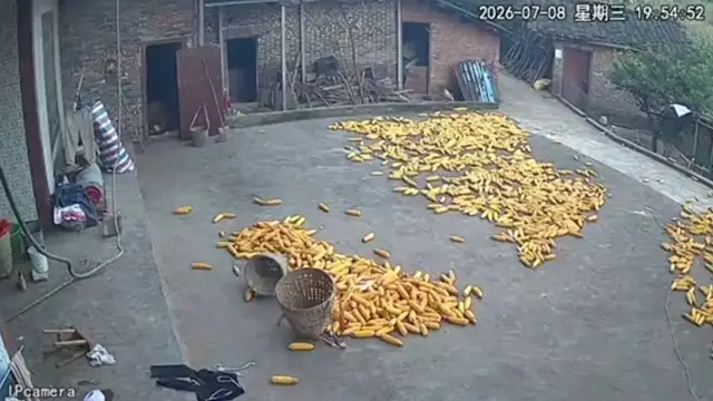 Video thumbnail for Playful Pig Dashes Through Corny Yard in Zhejiang
