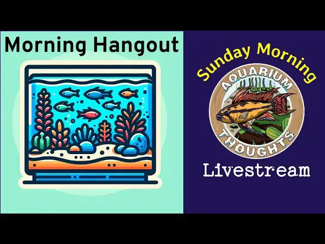 Video thumbnail for Sunday Morning Hangout- Aquarium Thoughts