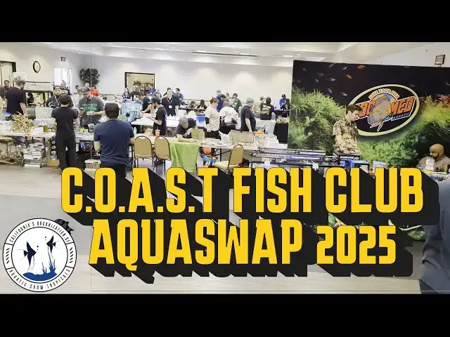 Video thumbnail for Aquaswap 2025 presented by Coast Fish Club ( Interviews with @HaYNFishKeeper and @samscalz )