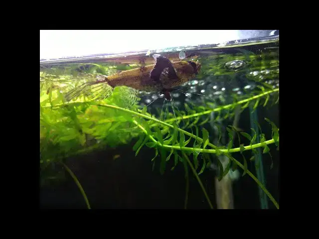 Video thumbnail for Late Night Aquarium Thoughts