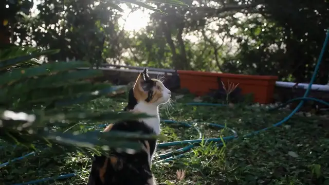 Video thumbnail for Why_do_goats_stand_on_their_hind_legs_to_reach_food