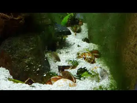 Video thumbnail for Neolamprologus Multifasciatus Colony Fry