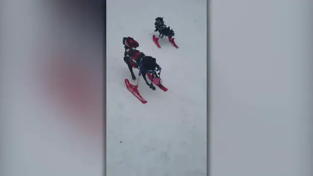 Video thumbnail for Special Needs Dogs Play In Snow Thanks To Modified Wheelchairs | Happily TV