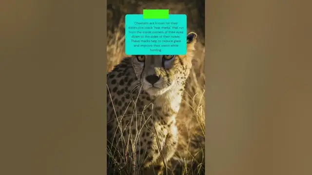 Video thumbnail for This is why Cheetah have a tear mark #shorts