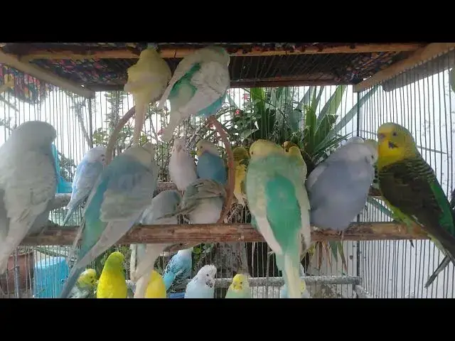 Video thumbnail for 🌿 “A beleza da natureza em sons que curam 🕊”