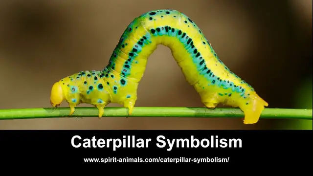 'Video thumbnail for Caterpillar Symbolism'