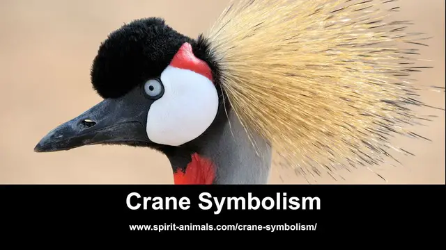 Video thumbnail for Crane Symbolism