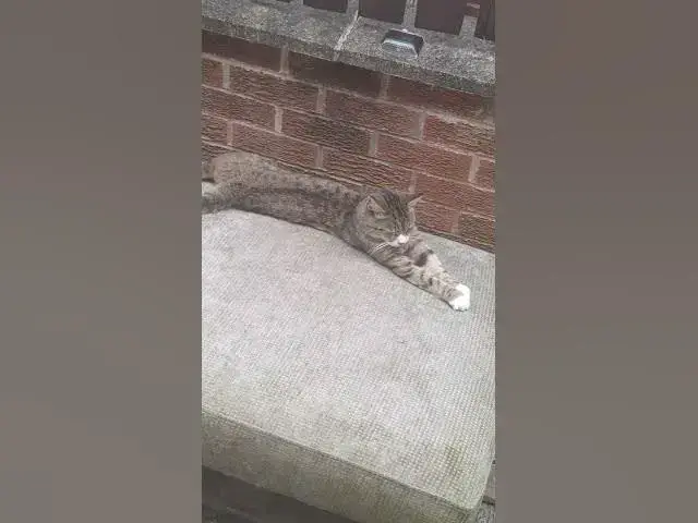 Video thumbnail for No room for Ghost... My seat always (tiggs does it again)