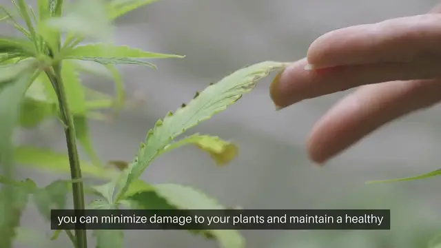 Video thumbnail for All About Garden Pests and How to Deal