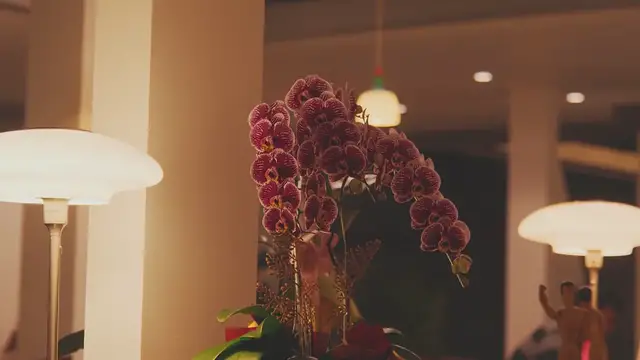 Video thumbnail for Banana Peels in Orchid Care: A Natural Boost for Your Blooms!