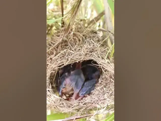Video thumbnail for wild bird babies life on nest 21  #bird #birds #birdnest #birdwatching #shortvideo