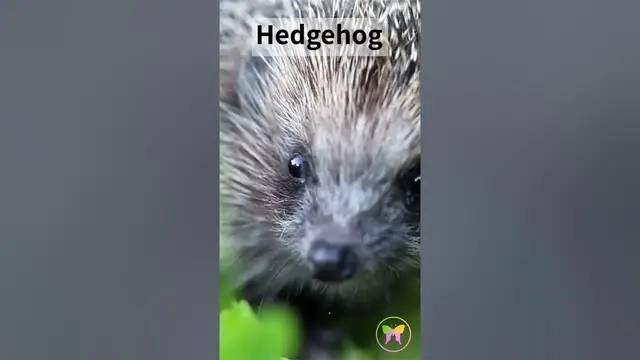 Video thumbnail for A Message from Hedgehog
