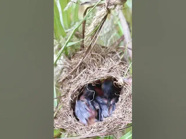 Video thumbnail for Bird Creis Eat EP003 #bird #birds #birdnest #birdwatching #shortvideo #bikelover #catchbird #shortbi