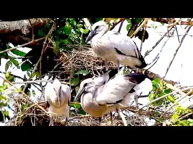 'Video thumbnail for Amazing of Lake - Discover the Fascinating World of Lake Birds and Fish'