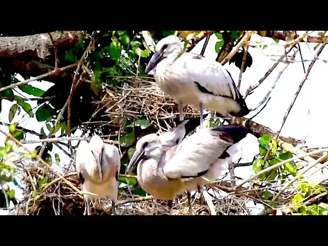Video thumbnail for Amazing of Lake - Discover the Fascinating World of Lake Birds and Fish