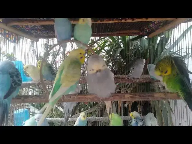 Video thumbnail for Entre no modo Zen – sons autênticos da natureza tropical 🎶💚