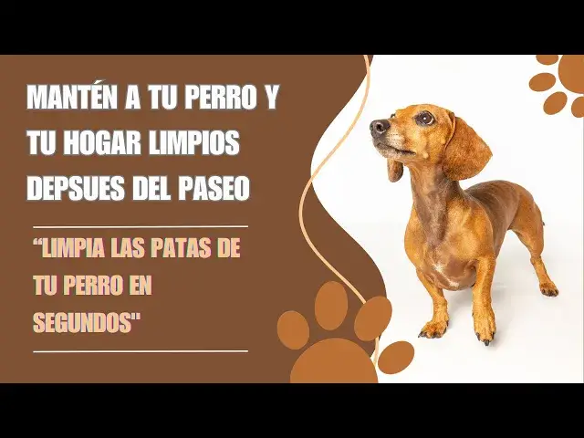 Video thumbnail for ¿Cómo limpiar las patas de mi perro después de paseo? Limpieza fácil: las patitas después del paseo"