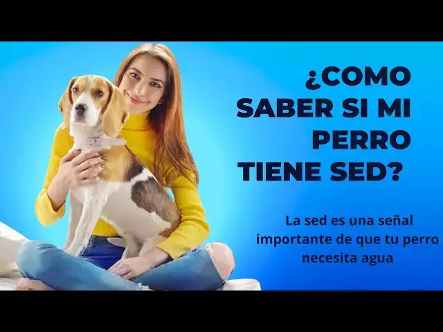 Video thumbnail for ¿Cómo saber si mi perro tiene Sed?