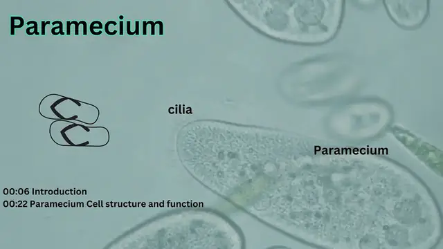 'Video thumbnail for Paramecium Cell Structure and Function || Protist Cell Structure @biologyexams4u'