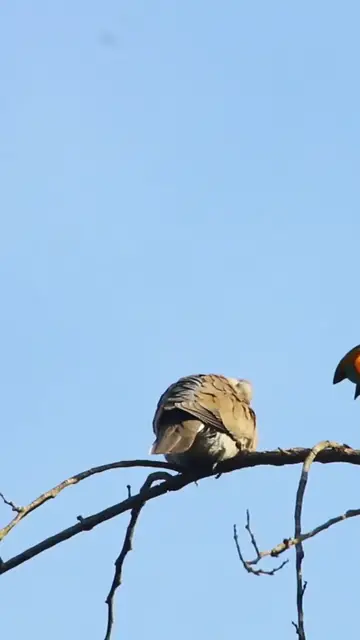 Video thumbnail for Omg Dove Bird  EP.002 #babyanimal #nature #avian #babybird #rainsounds #avianlife #birds #avianworld