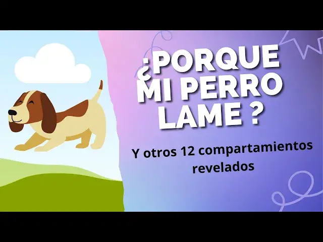 Video thumbnail for ¿Por qué los Perros realmente te lamen y otros 12 compartamientos revelados?