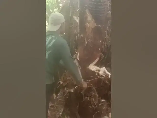 Video thumbnail for 25 Maret 2025