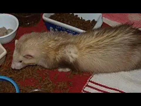 Video thumbnail for Skippy the ferret part 1