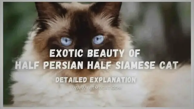 Video thumbnail for Exotic Beauty Of Half Persian Half Siamese Cat