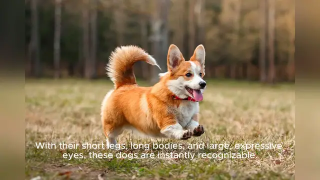 Video thumbnail for Pembroke Welsh Corgi