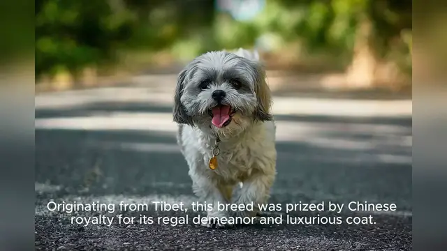 Video thumbnail for Shih Tzu