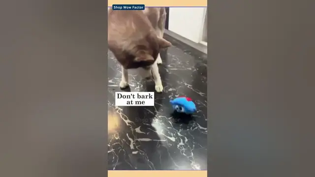 Video thumbnail for Engage in Fun: Interactive Monster Plush Giggle Ball Dog Toy | Link is in Description | #cat #fun