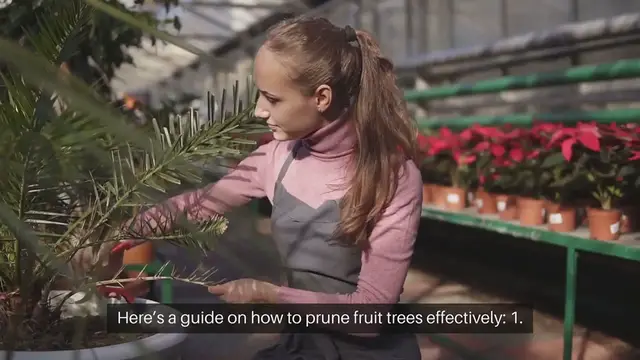 Video thumbnail for How to Prune Fruit Trees for Better Harvest
